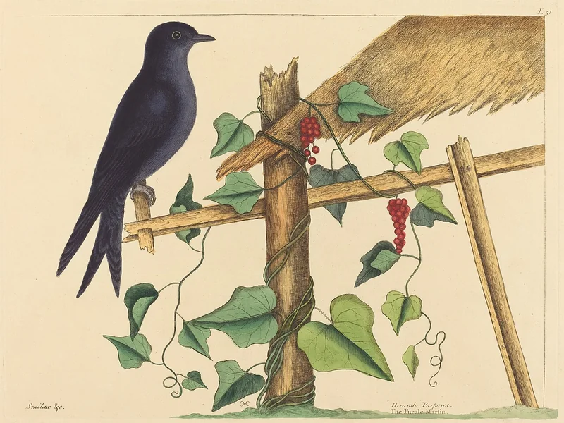 1683-Mark Catesby - La rondine purpurea